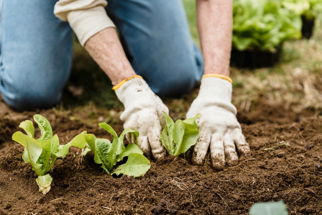 Crop unrecognizable gardener in gloves and jeans planting green plants into fertile soil while working in garden on summer day