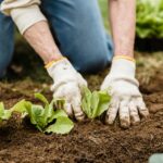 Crop unrecognizable gardener in gloves and jeans planting green plants into fertile soil while working in garden on summer day